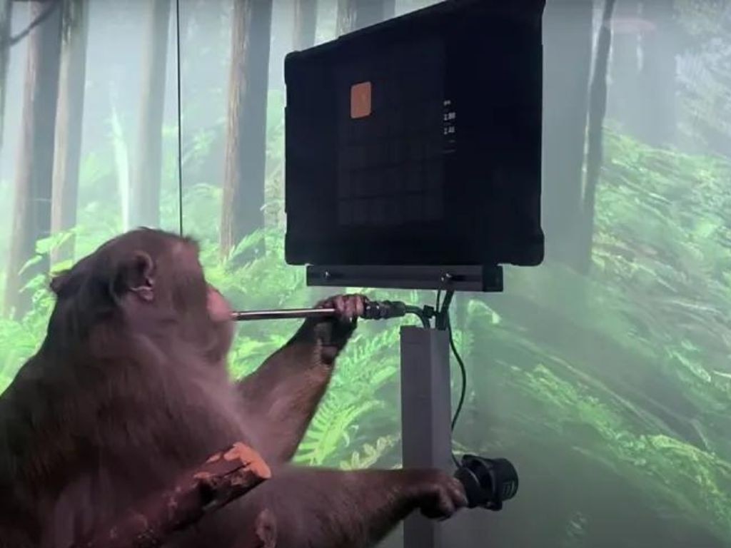 Macaque monkey was seen using a joystick manually and then operating it with only its mind via a wireless connection with the chip in Neuralink released footage. Credit: YouTube/Neuralink
