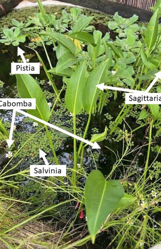 The NT Weed Management Branch was alerted by a member of the public that Cabomba caroliniana was being advertised for sale on Facebook marketplace by a private resident in Millner. Officers were surprised to discover three other weeds of national significance at the suburban home. Picture: Supplied.