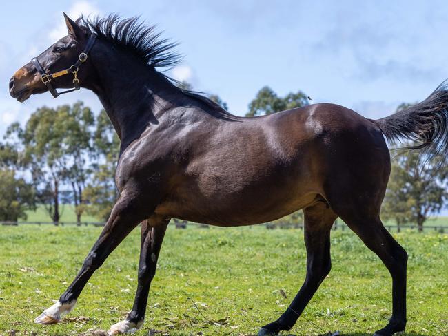 New York based Australian model  Georgina Burke announced as Melbourne Cup carnival ambassador, with legendary horse Makybe Diva on her 20th anniversary of her first Melbourne Cup win 2003. Photographed at Makybe Stud Gnarwarre. Picture: Jason Edwards