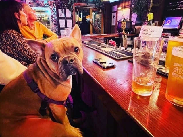 A pooch enjoys a seat at the bar at Freddie Wimpoles. Picture: Instagram