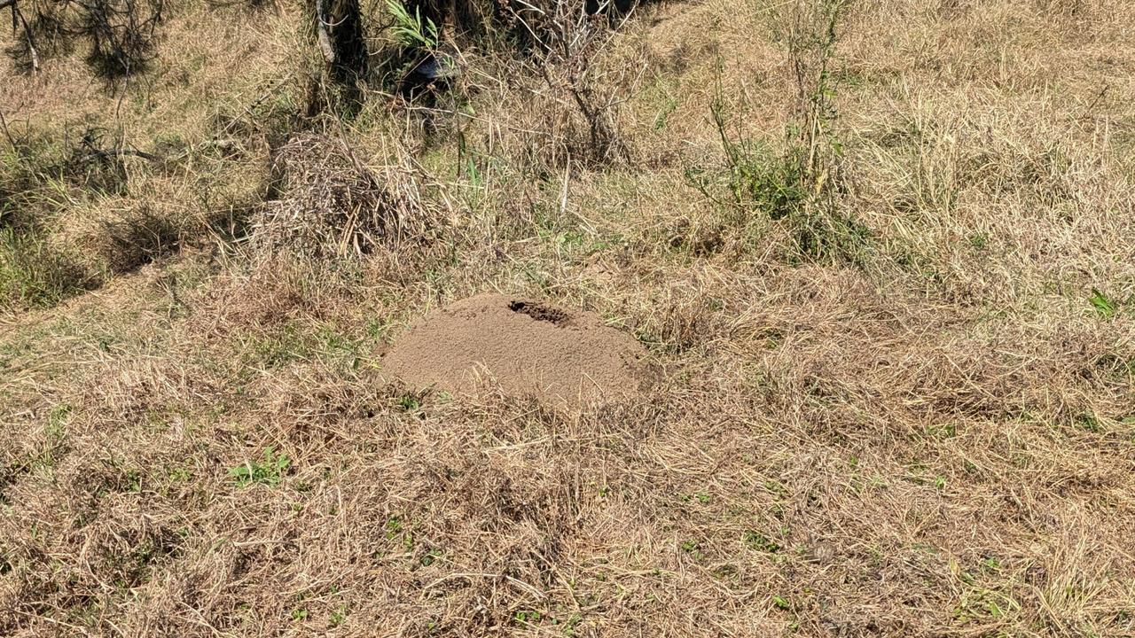 Fire ant nests near scenic rim turf farm in northern NSW. Picture: Supplied