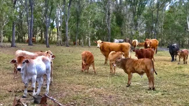 Carlton Farm, Hervey Bay.