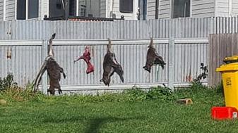 Residents in the Derwent Valley Council area have expressed their disgust over a homeowner hanging wallaby carcasses from their fence. Picture: Facebook