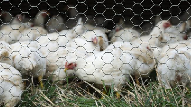 Alliance for Animals Australia wants to put the spotlight on chicken farms with a new national campaign. Picture: Zoe Phillips