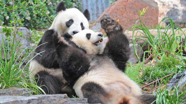 Adelaide Zoo set to use fertility treatment to help giant pandas breed ...