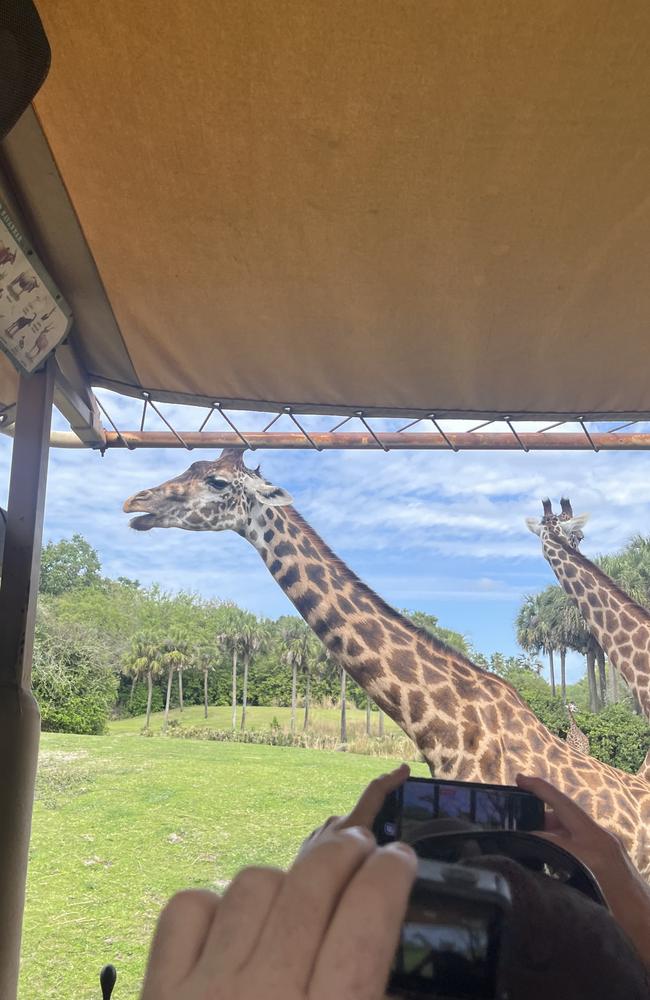 The Kilimanjaro Safari experience at Disney World's Animal Kingdom theme park was just like you were in Africa. Picture: Jodie O'Brien
