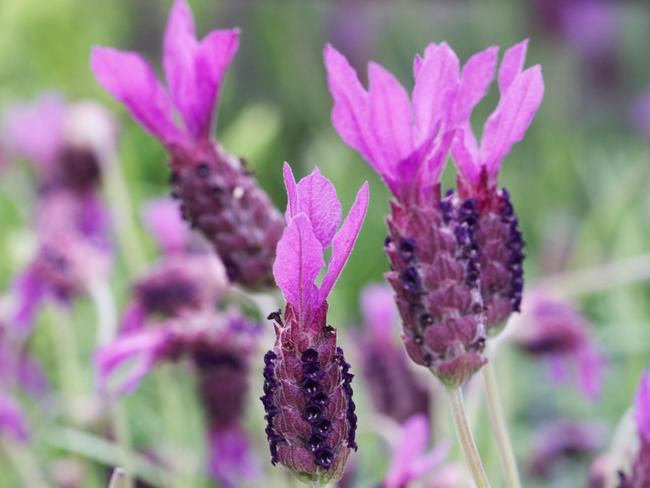 EMBARGO FOR TWAM 01 OCTOBER 2022. FEE MAY APPLY.  T75H6C Lavandula stoechas 'Victoria' flower. French lavender flowers.