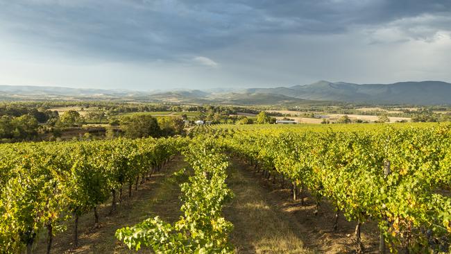 One of the many stunning views in the Yarra Valley.