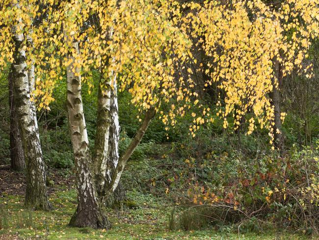 White birch. Picture: iStock