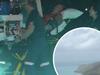 Shark bite victim in ‘good spirits’ despite serious injury