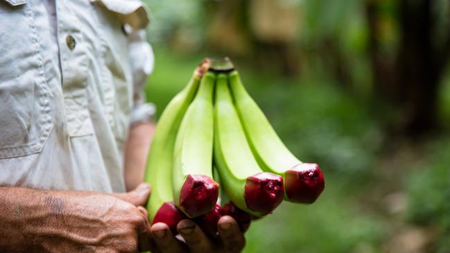 “We wanted it to be bold and very visual.” The red tips on bananas are designed to identify the ecoganic farming to customers. Photo supplied.