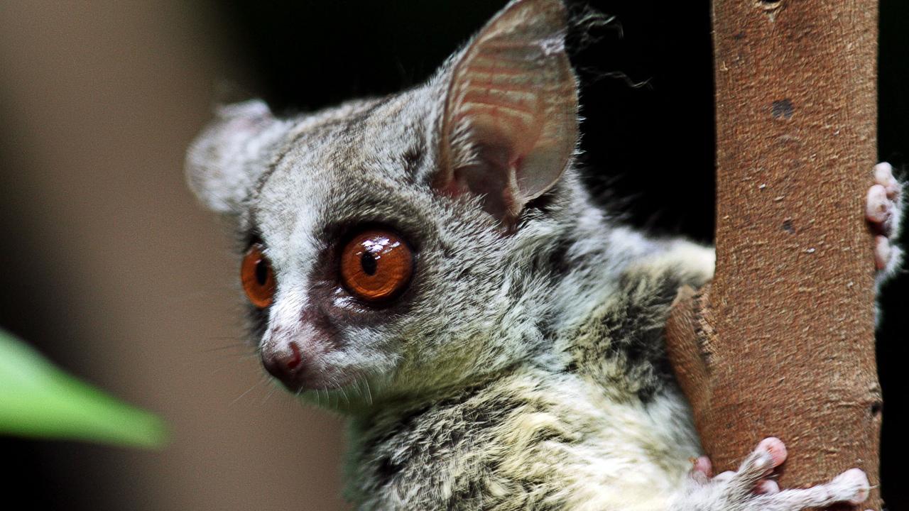 An adult male bush baby, a tiny nocturnal primate, photographed at the Singapore Zoo.