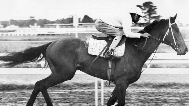 Racehorse Gala Supreme being ridden by jockey Frank Reys during trackwork at Epsom. 24 October, 1974.