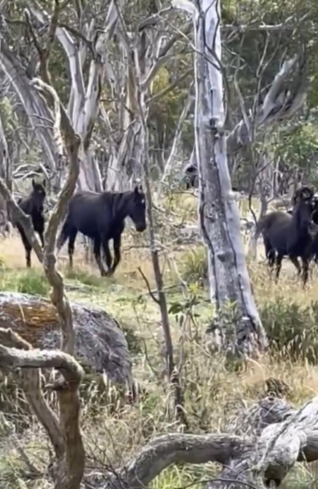 Brumbies in the national park last month during foaling season.