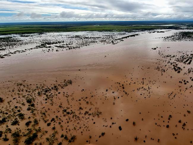 Cattle in the Gulf of Carpentaria struggling to find high ground. Picture: Kingsley Moore