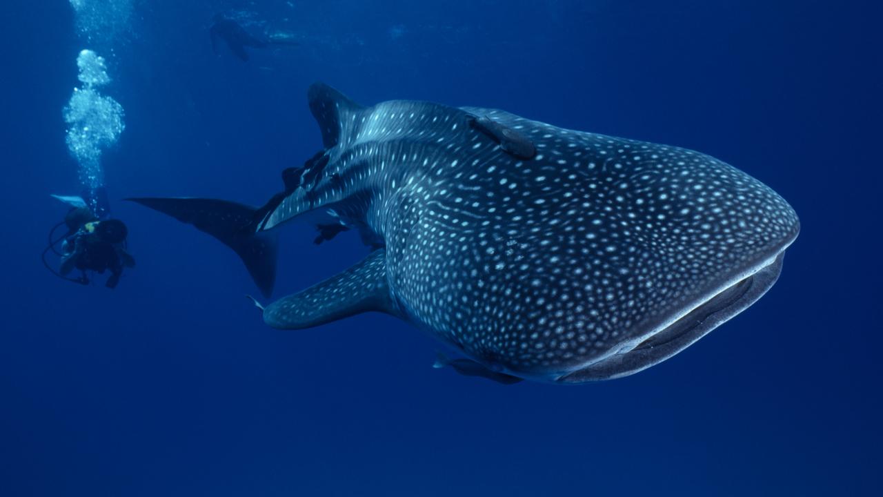 With its whopping size and recognisable features, the largest fish inhabiting our oceans is the endangered whale shark (Rhincodon typus). Picture: iStock