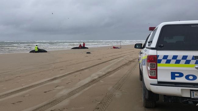 Up to 90 whales have died and a "challenging" operation is underway to rescue 180 more still stranded in a remote bay in southern Australia on September 22. Scientists said two large pods of long-finned pilot whales became stuck on sandbars in Macquarie Harbour, on Tasmania's sparsely populated west coast. Photo Tasmania Police