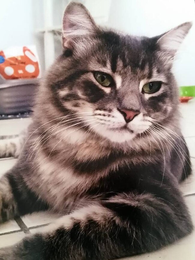Our Boy Bacon. Picture: Karen Heney.