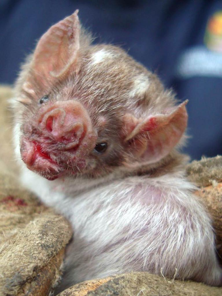 EMBARGO - RELEASABLE ON JUNE 12, 2012 at 2301 GMT. THIS RESTRICTION APPLIES TO ALL MEDIA INCLUDING WEBSITES (FILES) A handout file photo released on August 13, 2010 in Lima by the Peruvian Ministry of Health shows a vampire bat captured at a camp in the jungle province of Condorcanqui, near the border with Ecuador, some 1,000 kms north of Lima. Culling vampire bats in a bid to curtail the spread of rabies to humans and livestock, may in fact be counterproductive, scientists said on June 12, 2012. AFP PHOTO/ MINSA RESTRICTED TO EDITORIAL USE - MANDATORY CREDIT |AFP PHOTO / MINSA | - NO MARKETING NO ADVERTISING CAMPAIGNS - DISTRIBUTED AS A SERVICE TO CLIENTS