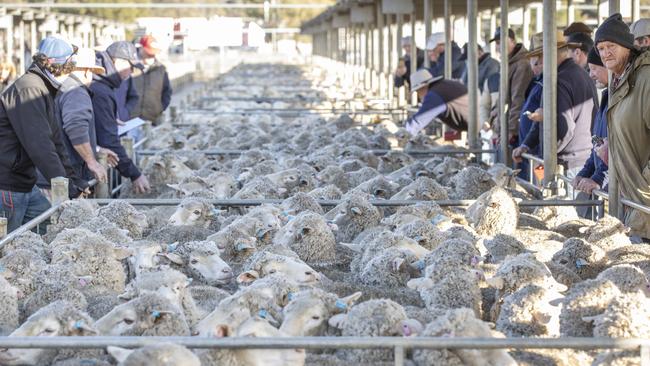 Lamb prices have hit a high of $299 this week. Picture: Zoe Phillips