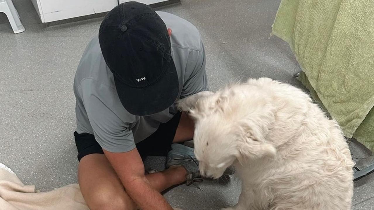 Tom Mitchell's dog Macy died in an accident at a Melbourne park. Picture: Instagram