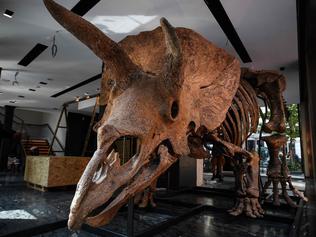 (FILES) This file photo taken on August 31, 2021 shows a triceratops exposed ahead of its auction sale at Drouot auction house in October. - "Big John", the largest known triceratops, over 66 million years old and with an 8-metre long skeleton, will be auctioned on October 21, 2021 at Hotel Drouot. (Photo by Christophe ARCHAMBAULT / AFP)