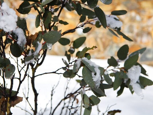 Snow on the eucalypts.