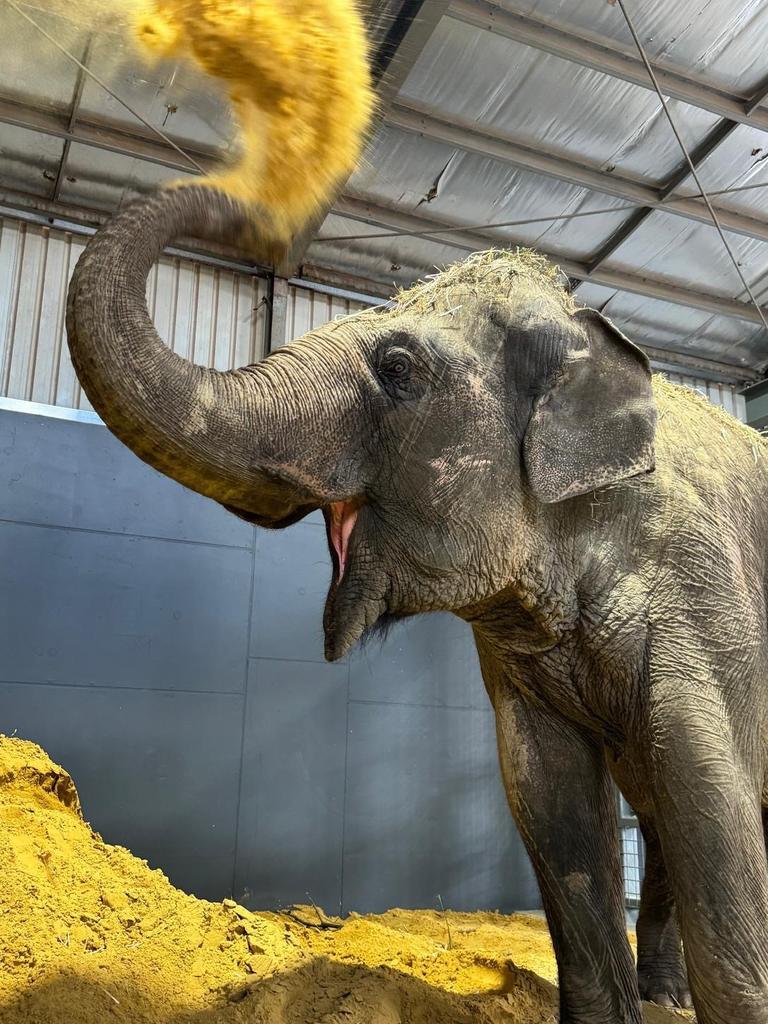 Burma settling in to her new home at Monarto Safari Park. Picture: ZoosSA