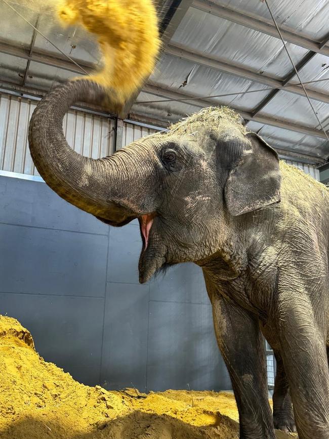 Burma settling in to her new home at Monarto Safari Park. Picture: ZoosSA