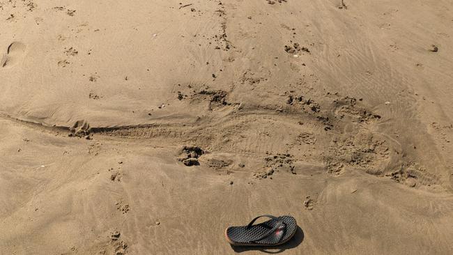 Wildlife officers received six reported crocodile sightings on the Capricorn Coast on the weekend, with a member of the public finding an indent on Tanby Beach. Photos: DES