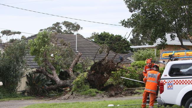 Strong winds and large rainfall brought down large tree onto a roof at Greenhill Rd. Picture: Emma Brasier