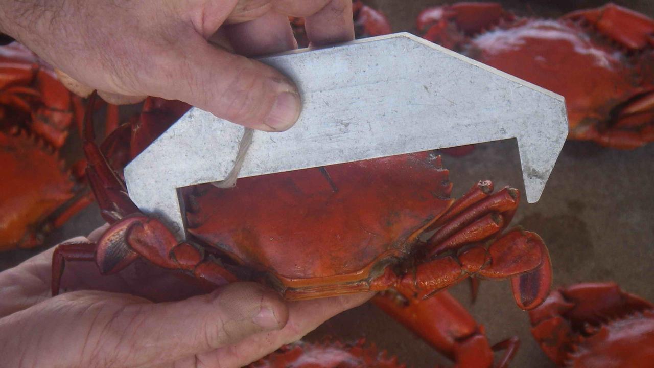 The Bundaberg fisherman’s illegal haul included female and undersized mud crabs, sawfish rostrums, and several undersized fish species.