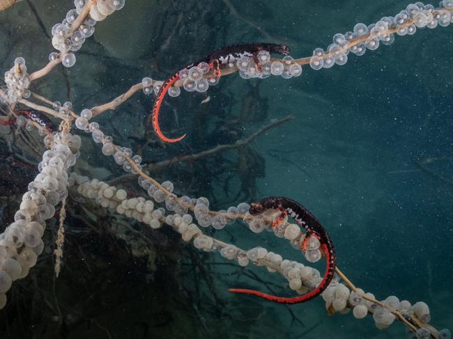 Female Northern spectacled salamanders lay their eggs on submerged branches in cold waters of an Apennine stream in Italy’s Foreste Casentinesi National Park. Picture: Fabio Savini