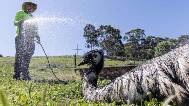 Arron Latham with Emily the Emu, who usually resides at The Stables Christian Centre. Picture: Kelly Barnes