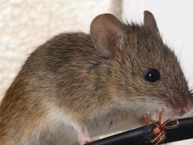 Mice are being blamed for Telstra outages.