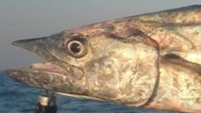 Aaron Geier's Spanish mackerel for Hiro Nakamura fishing column