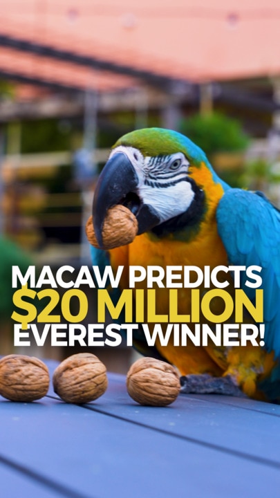 Macaw predicts the $20 Million Everest winner!