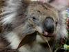 Top tourist hotspot drops millions on its bear necessities