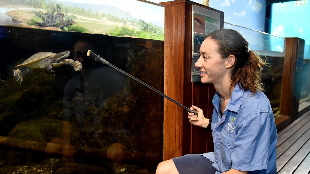 Behind the scenes at Reef HQ. Aquarist Kathy Connellan feeds the fresh water turtles. Picture: Evan Morgan