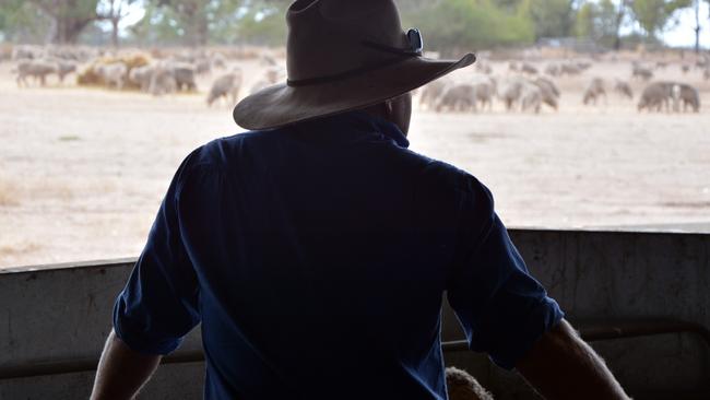 Generic farm scene. Farmer wearing hat silhouetted looking at crutched sheep