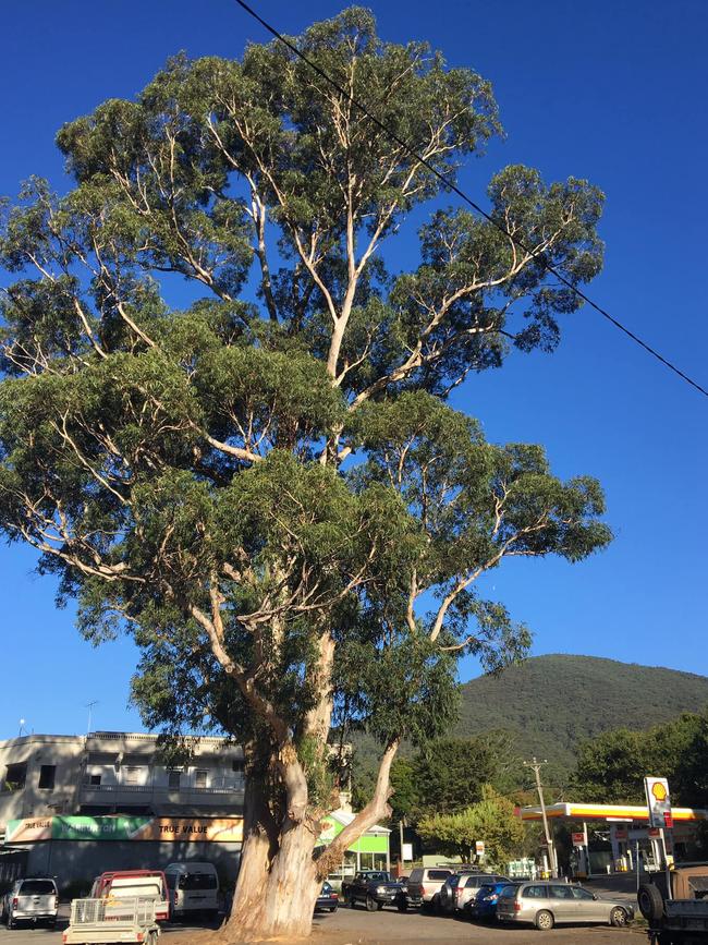 The tree before it was chopped down. Picture: Maya Ward