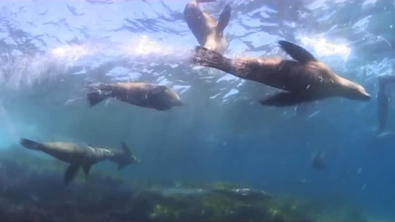 Montague Island Nature Reserve: Seals