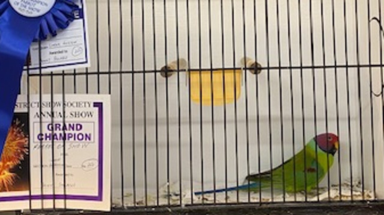 GRAND CHAMPION AND PARROT OF SHOW: Large Australian Parrot, owned by Jenny Stolberg.