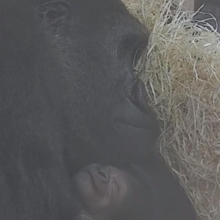 Kala with her newborn infant gorilla. Picture: Bristol Zoo