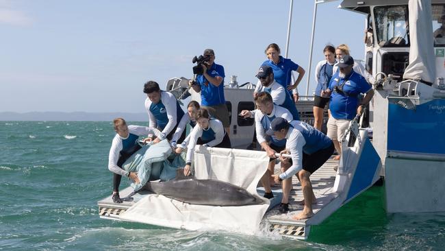 Sea World release of a young dolphin off the coast of Moreton Bay, Gold Coast April 17 2023. Picture: Supplied