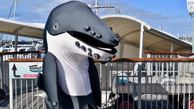 Harvey the Whale. Picture: Isabella Magee