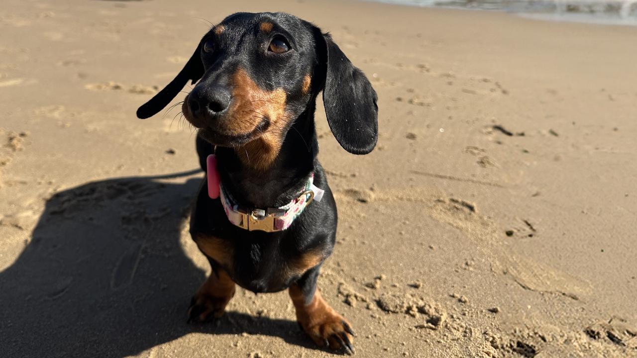 Valerie the sausage dog went missing on Kangaroo Island in South Australia on November 2023. Now she’s been reunited with her humans, who travelled from regional NSW to reclaim their beloved fur baby. Picture: supplied