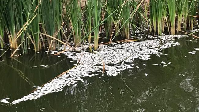 The mass fish deaths a Barwon Darling River is undergoing a “special commission of inquiry”. Picture: AAP Image/Supplied by Graeme McCrabb