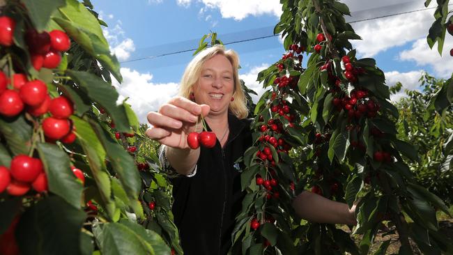 Dr. Penny Measham from the Tasmanian Institute of Agriculture talks about Australia's bumper year of cherries, of which Tasmania is playing a big part.