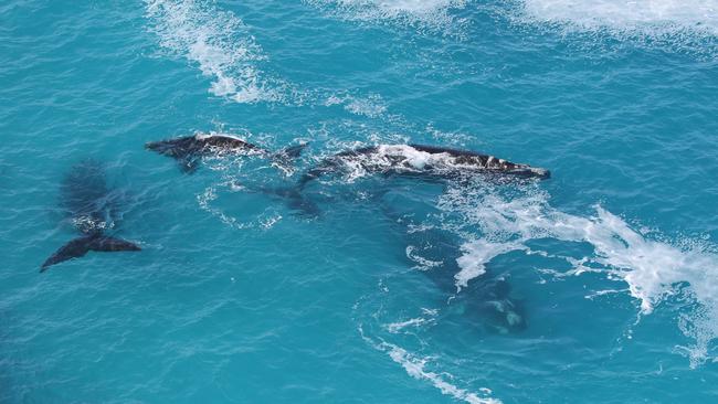 A pod of whales off the Head of the Bight along the Nullarbor. Picture: Andrew Brooks aboard Chinta Air flight.